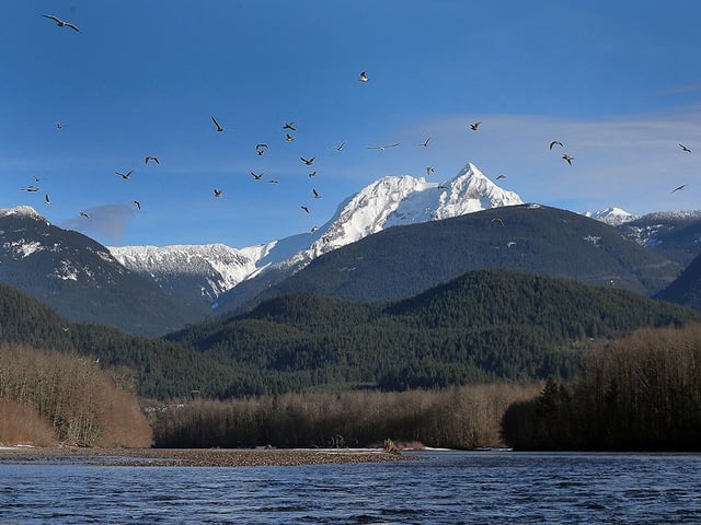  Search crews were also active in Squamish over the weekend after a vehicle with four occupants crashed and went into the Squamish River. While three of the occupants were able to get to safety, one occupant remains missing. The view along the Squamish River is shown in a file photo on Saturday Jan. 12, 2019.