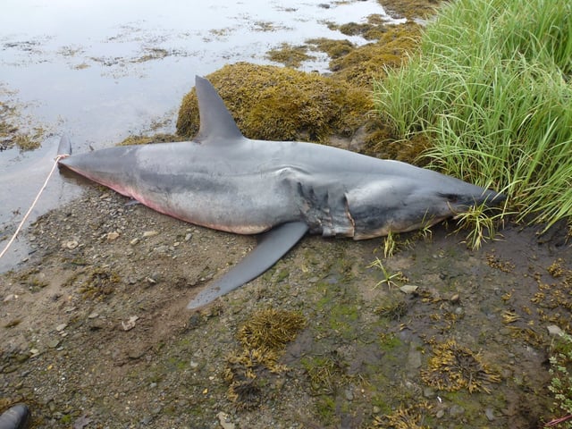 The remains of a 3.6-metre female shortfin mako shark, seen in this handout photo, were found near Port Dufferin, N.S., on June 14, 2025. The rope on its tail was attached after it was found to secure the animal in place. THE CANADIAN PRESS/HO-Marine Animal Response Society *MANDATORY CREDIT*