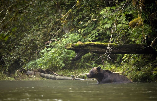 A grizzly bear searches for food as he fishes in Khutze Inlet near Princess Royal Island, B.C. Thursday, Sept, 19, 2013. THE CANADIAN PRESS/Jonathan Hayward