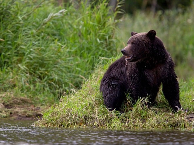 A grizzly bear is seen fishing along a river in Tweedsmuir Provincial Park near Bella Coola, B.C. Friday, Sept 10, 2010. 