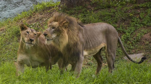 A pair of Asiatic lion and lioness, seen in their enclosure on a hot summer day, at Sarthana Nature Park in Surat, India. (PTI)