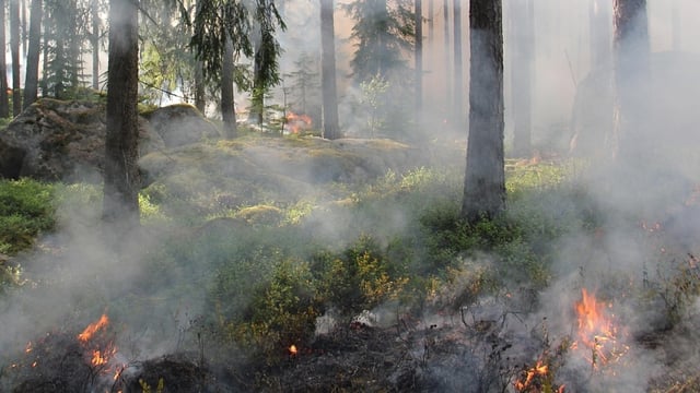 Bonsall blaze: Brush fire near San Diego's North County threatens community, evacuations ordered (Pixabay - representational image)