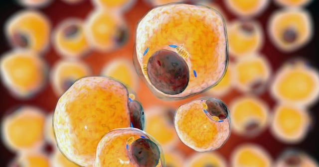 Scientists have found a protein that represses brown fat activity