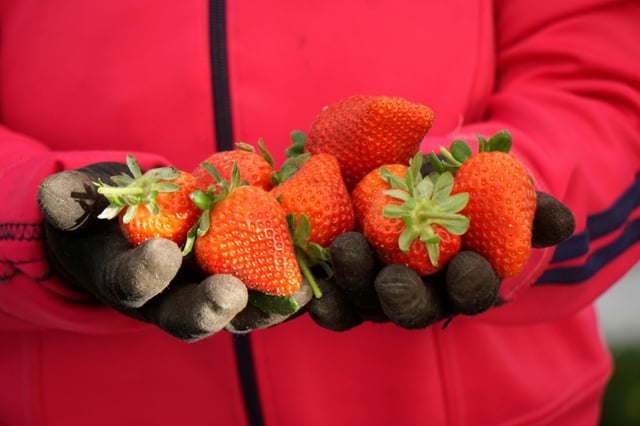 Aus Südeuropa importierte Erdbeeren sind nicht grundsätzlich stärker mit Pestiziden belastet als Früchte aus Deutschland. Zu diesem Schluss kommt eine Untersuchung der Stiftung Warentest, die am Dienstag veröffentlicht wurde.
