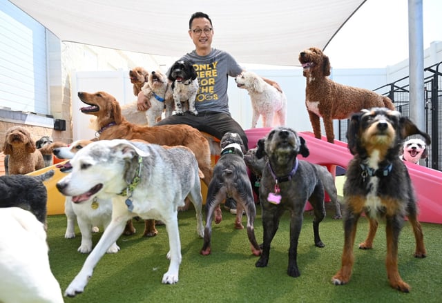 Owner Jimmy Kim interacts with clients&#39; canines in an outdoor play yard at Wagging Lounge Dog Resort in Columbia. (Brian Krista/Staff)