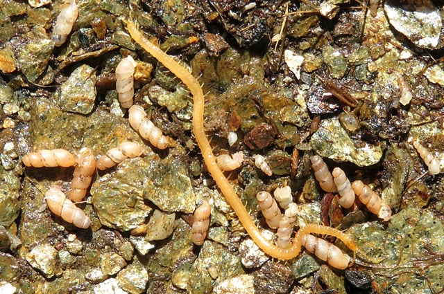 Photo diffusée par Etienne Iorio, le 20 mai 2025, d'une algue géophile méditerranéenne (Geophilus Fucorum), classée "en danger critique d'extinction", sur l'île méditerranéenne de Port-Cros, en 2019 dans le Var