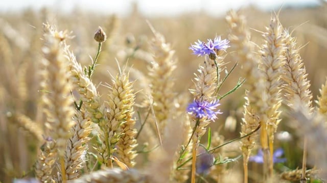 Wheat straw could be one of the materials used to create sustainable clothing