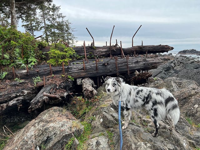  A shipwreck that has been sitting on Big Beach in Ucluelet for more than a century is a charred skeleton after a fire earlier this month. The shipwreck is shown in a file photo here.