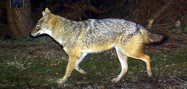 Ein Goldschakal, wie ihn eine Wildkamera aufgenommen hat