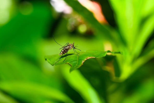Le moustique tigre peut transmettre le chikungunya par ses piqûres. 