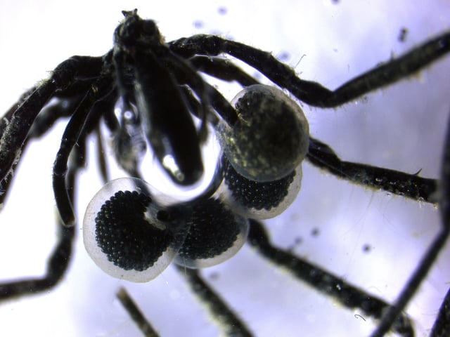 Scientists say the newly found Sericosura sea spiders may pass methane-fueled bacteria to their hatchlings as an easy source of food.