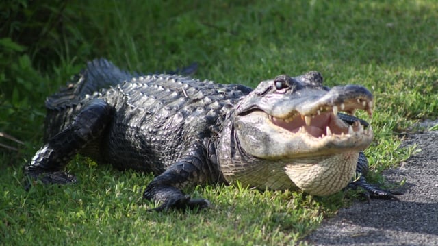 A large aligator was spotted in Virginia