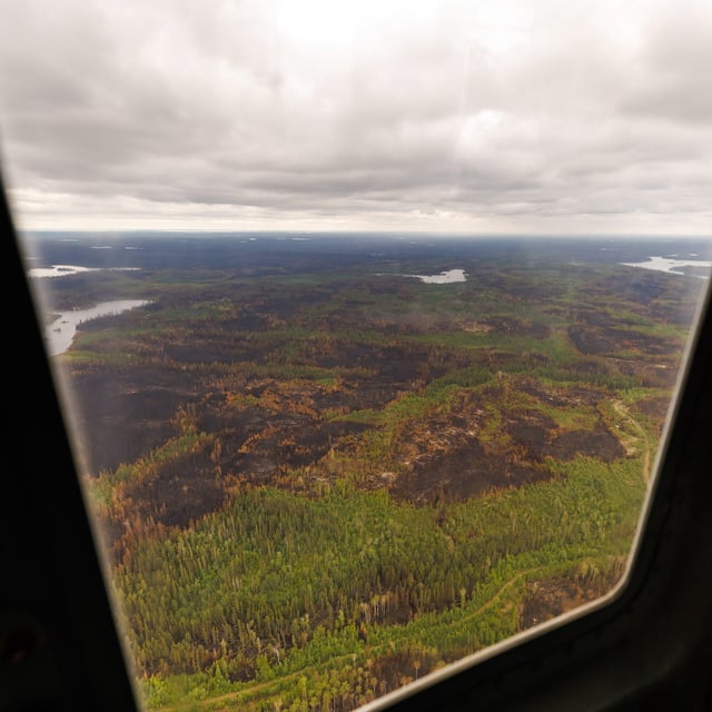 Trees burned by wildfires in northern Manitoba are shown during a helicopter tour in the surrounding area of Flin Flon, Man., on Thursday, June 12, 2025. THE CANADIAN PRESS/Mike Deal-Pool