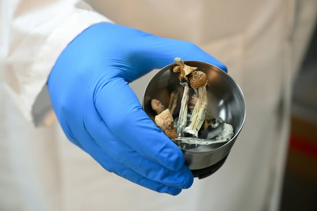 Des champignons Psilocybe cubensis, dans un laboratoire où les champignons contenant de la psilocybine sont testés, le 10 mai 2023 à Portland, dans l'Oregon