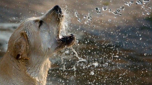 Un perro juega con el agua.