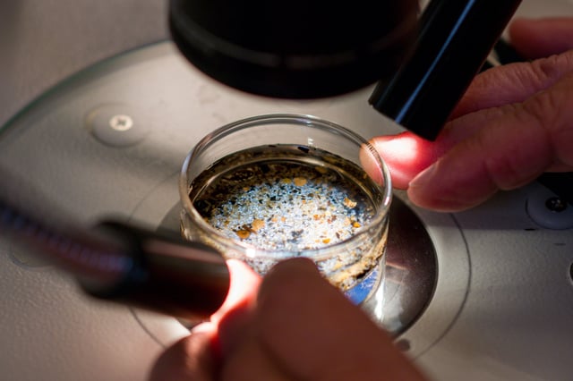 Long Beach, CA - October 01: Shelly Moore, executive director of Moore Institute for Plastic Pollution Research uses a stereo scope to examine a sediment sample to identify microplastics within the sample, sort them out, analyze them for polymer type, measure and identify what kind of particle they are in Long Beach on Tuesday, October 1, 2024. (Photo by Leonard Ortiz/MediaNews Group/Orange County Register via Getty Images)