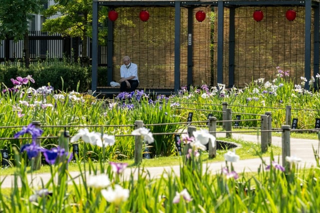 Un visiteur du jardin d'iris Horikiri se repose à l'ombre, le 18 juin 2025 à Tokyo où les températures ont dépassé les 34°C
