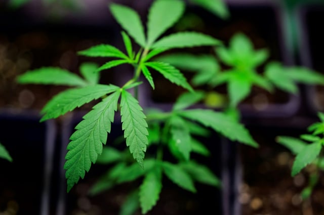 Ein 39-jähriger Mann hat am Münchner Flughafen einem Jugendlichen im Vorbeigehen ein Tütchen mit Marihuana übergeben. Zu seinem Pech handelte es sich bei dem 16-Jährigen um einen Praktikanten der Bundespolizei, wie die Beamten mitteilten.
