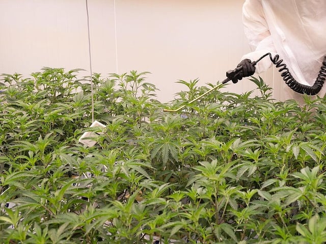 Bamberger Cannabis-Anbauverein erhält Zulassung - "haben’s geschafft"