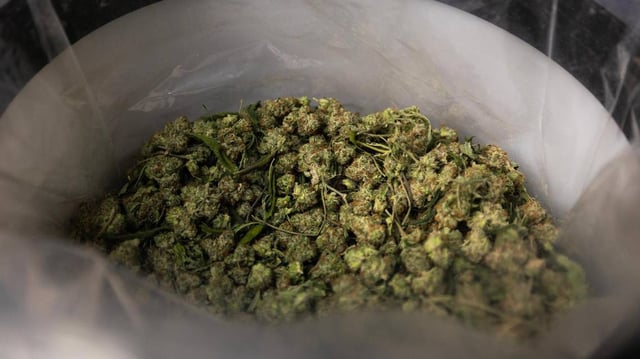 Harvested marijuana at Goodblend in Austin on Thursday, May 1, 2025. Goodblend, one of three licensed medical marijuana dispensaries in Texas, cultivates the plant and then extracts cannabis oil from the flower to be tested and used in products for patients.