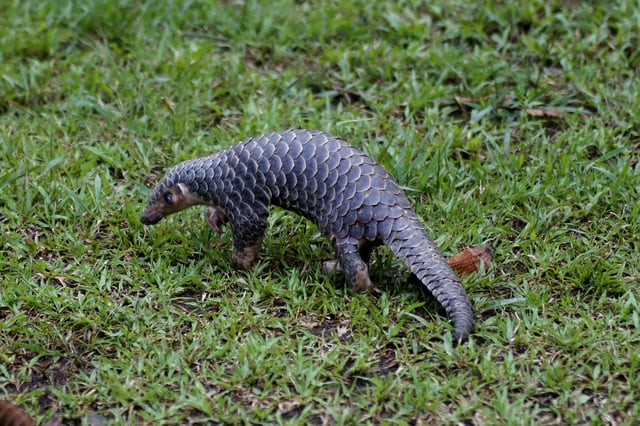 A critically endangered Chinese pangolin. Image by Rajib Rudra Tariang via iNaturalist.