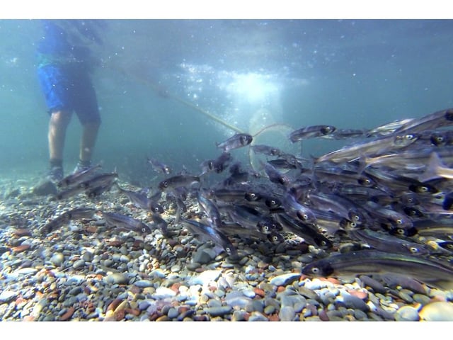  Capelin rolling in at the beach at Middle Cove.