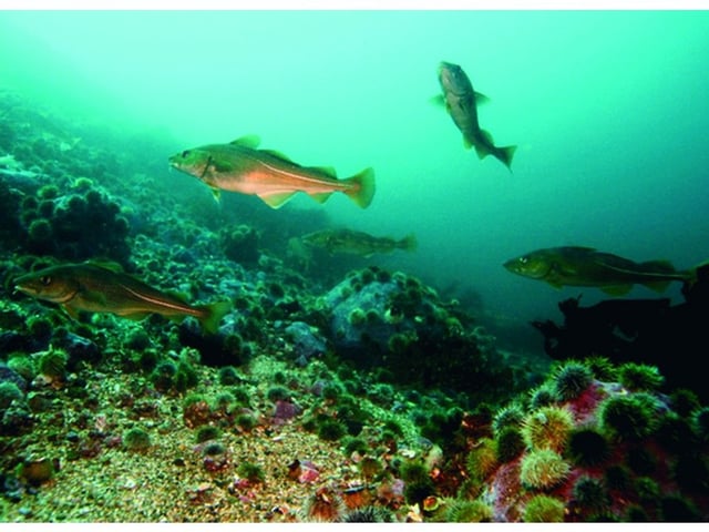 The total allowable catch for northern cod off Newfoundland and Labrador is increasing from 18,000 to 38,000 metric tonnes for the coming season.
