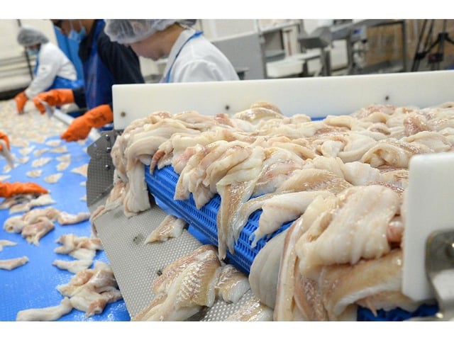  Cod tail fillets come off a conveyor before they go to a freezer at Icewater Seafoods in Arnold’s Cove. The fillets came from northern cod caught in waters in offshore Newfoundland, 32 years after the 1992 moratorium was declared.