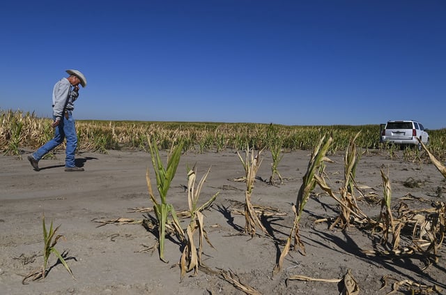 Cattle rancher Brad Randel walks through his drought-stricken cornfield on September 12, 2022 in McCook, Nebraska.