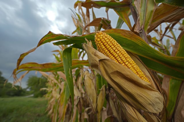 Storm clouds build above a corn field Tuesday, Aug. 27, 2024, near Platte City, Mo. (AP Photo/Charlie Riedel)