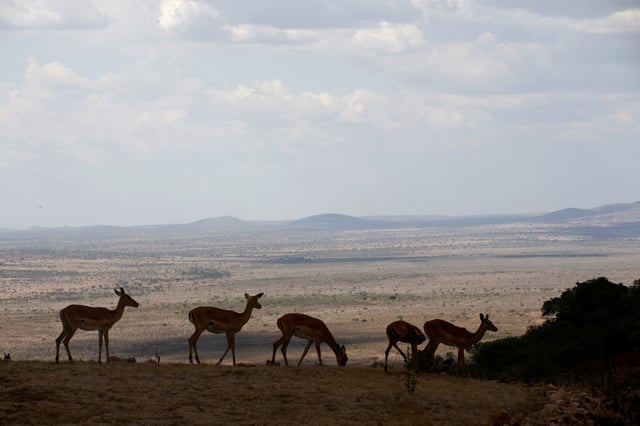 Impalas graze at the Singita Grumeti Game Reserve, Tanzania, October 7, 2018. REUTERS/Baz Ratner/File Photo