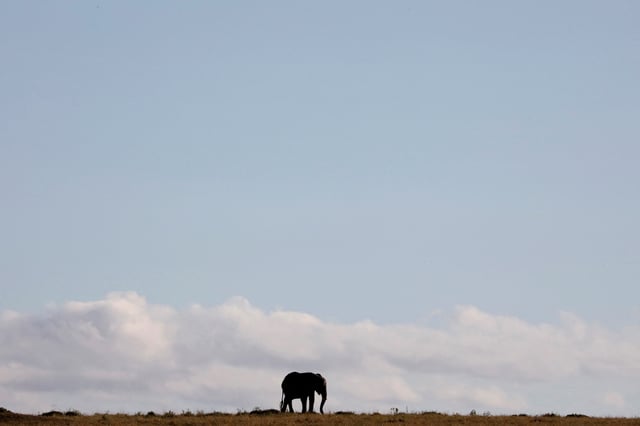 An elephant walks through the Maasai Mara National Reserve, Kenya, October 15, 2019. REUTERS/Baz Ratner     TPX IMAGES OF THE DAY/File Photo