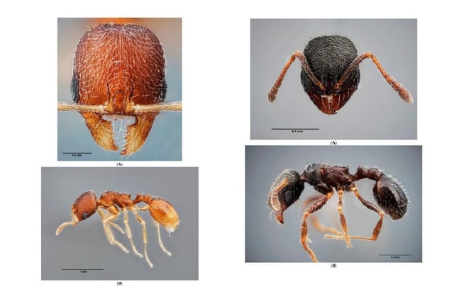Las dos especies ahora descubiertas
