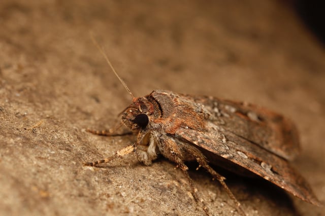 © Dr. Ajay Narendra (Macquarie University, Australia)