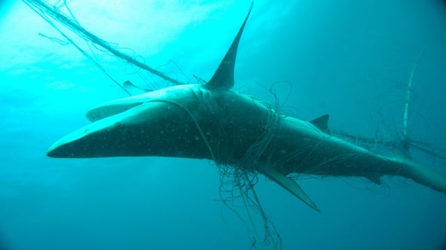 A dusky whaler shark (Carcharhinus obscurus) entangled in Ballina, New South Wales, Australia in 2017. Image courtesy of Sea Shepherd Australia.