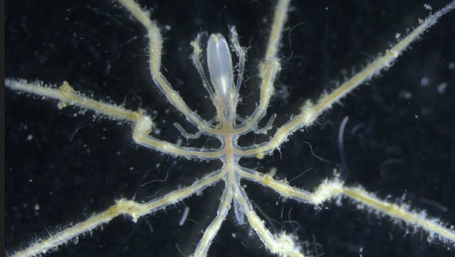 First-Known Species Of "Methane-Powered" Sea Spiders Have Been Discovered In The Deep Sea