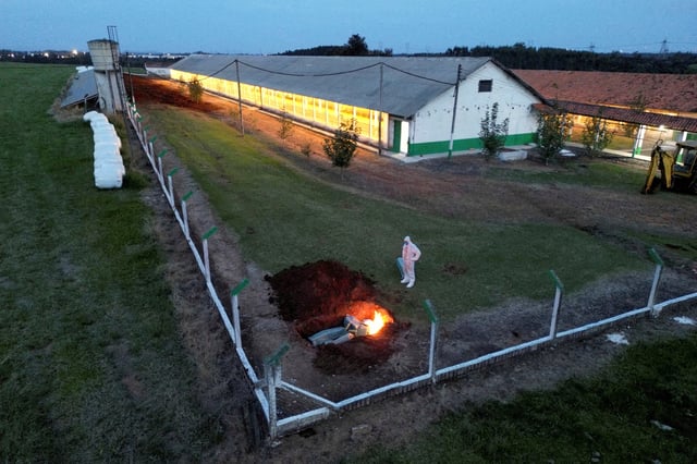 A person wearing a hazmat suit stands next to burning egg cartons and other items in a hole in the ground at a poultry farm after Brazil confirmed its first outbreak of bird flu in Montenegro, Brazil on  May 16, 2025. REUTERS/Diego Vara/File Photo