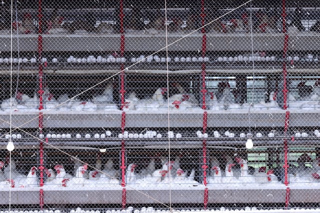 Chickens sit at a poultry farm as Brazil's egg exports soar amid stronger U.S. demand, in Taquari, Rio Grande do Sul, Brazil, March 12, 2025. REUTERS/Diego Vara/File Photo