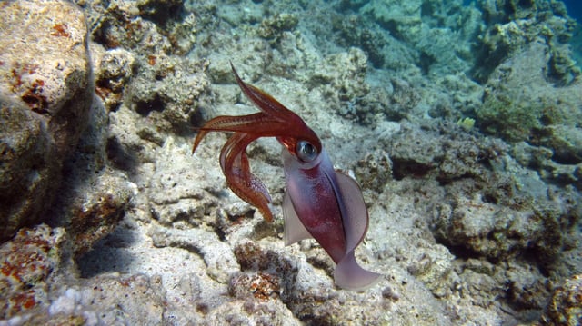 Scientists create skins that change color like sea creatures.