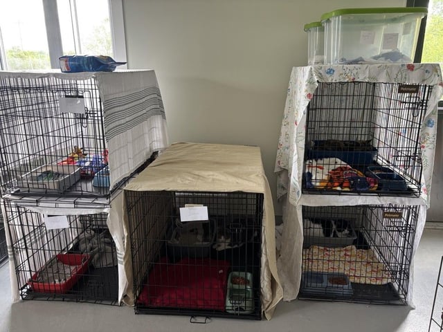  The SPCA collects all the relevant information for each pet and leaves a sticker on their individual crates