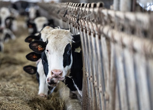 Cows are fed at a dairy farm in Granby, Que., Wednesday, Feb. 5, 2025. 