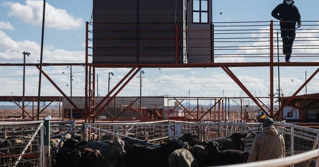Cattle are brought across the U.S.-Mexico border at the livestock import/export facility in Santa Teresa, New Mexico on January 22, 2021.