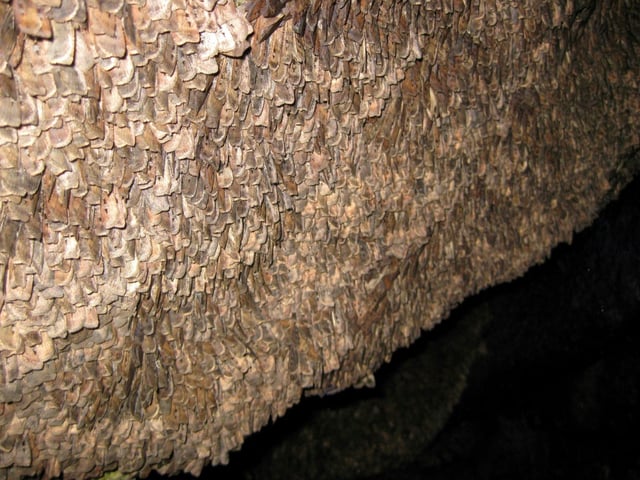 Bogong moths are named after the Indigenous Australian word for brown