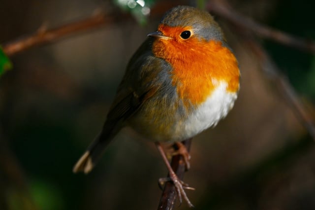 Un trafic présumé d'espèces protégées d'oiseaux, impliquant une douzaine de prévenus parmi lesquels des ornithologues, un parc animalier ou encore un revendeur en Belgique, sera jeudi dans le Lot au cœur d'un procès inédit en France