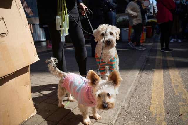 L'objectif est notamment de combattre les trafics de chiens en provenance de pays européens comme la Roumanie et la Bulgarie, pointés du doigt par les associations de défense des animaux