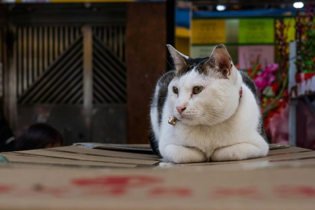 Les défenseurs des droits des animaux regrettent d'autres exemptions : pour les chiens et les chats errants, non concernés par le puçage obligatoire, pour les chiens policiers ou militaires, les chiens de chasse ou d'agriculteurs...