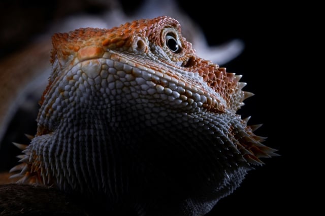 Unbekannte haben in einem Steinbruch in Baden-Württemberg mehrere Bartagamen ausgesetzt. Nach Zeugenhinweisen wurden sieben Reptilien am Mittwoch in dem Gebiet bei Feldberg gerettet. Sie befinden sich in teils schlechtem Zustand.