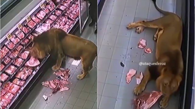 Viral video of lion entering store is AI-generated.  | Image: X/Screengrab
