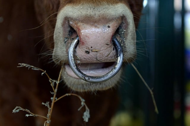 Unbekannte haben aus einem Zuchtbetrieb für Milchvieh in Mecklenburg-Vorpommern Bullensperma gestohlen. Die tiefgefrorene Beute hat einen Wert von 30.000 Euro, wie die Polizei berichtete. Drei Tatverdächtige entkamen.