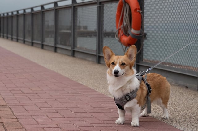Contre les colliers électriques, les mutilations ou la consanguinité, les députés européens ont approuvé jeudi 19 juin 2025 sur un texte de la Commission européenne fixant des règles minimales de protection concernant l’élevage de chiens et de chats dans l’UE